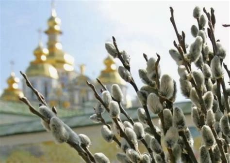 Запреты и разрешения по использованию вербы на кладбище