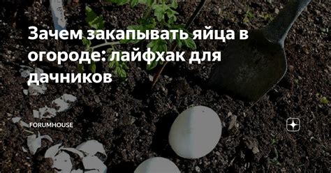 Зачем закапывать яблоко в землю