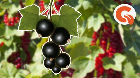 Зачем и как обкапывать кусты смородины весной