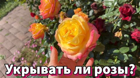 Зачем нужна обрезка гайлардии на зиму