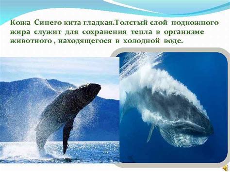 Защитные меры для сохранения синего кита