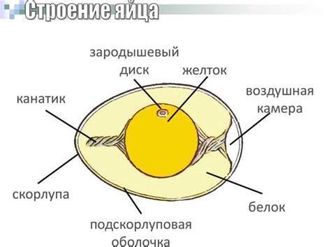 Защитные свойства птицы