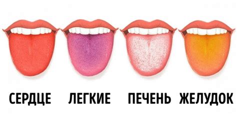 Значение синего языка для здоровья йорков
