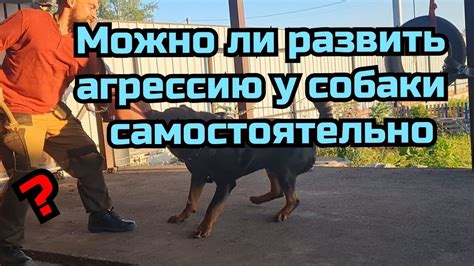 Игрушка вызывает у собаки агрессию или возбуждение