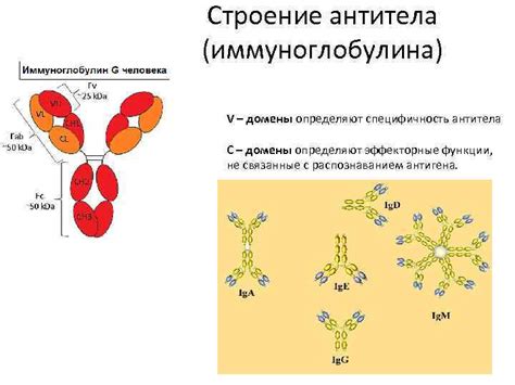 Иммуноглобулин: роль в организме