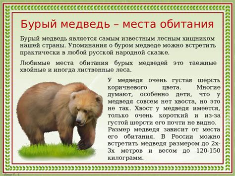 История о медведе и его пробке