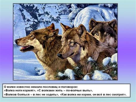 Какая связь возникла между волками и выражением "жить по волчьи"