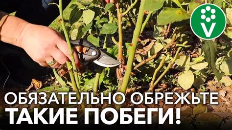 Какие размеры следует обрезать у гайлардии на зиму