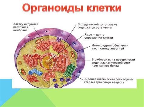 Какие функции выполняют красные огни