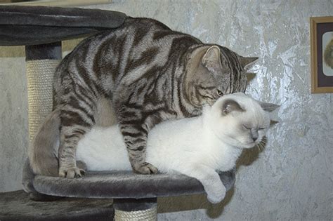 Каким образом коты удаляют козявки из носа