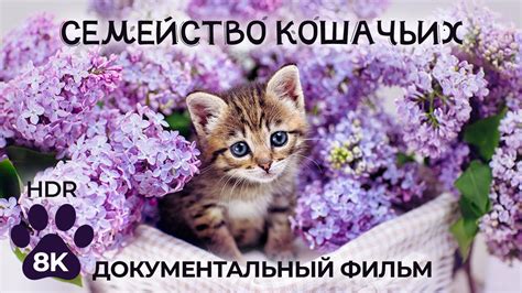Каковы происхождение черных подушечек у наших домашних питомцев