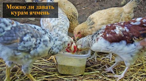 Как давать виноград курам: правильные пропорции