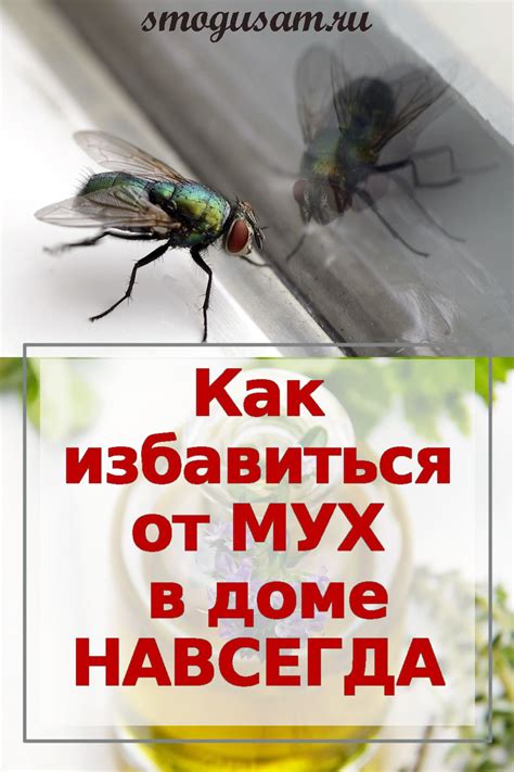 Как избавиться от лосиной мухи в квартире