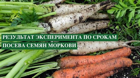 Как избежать покупки горчивой моркови