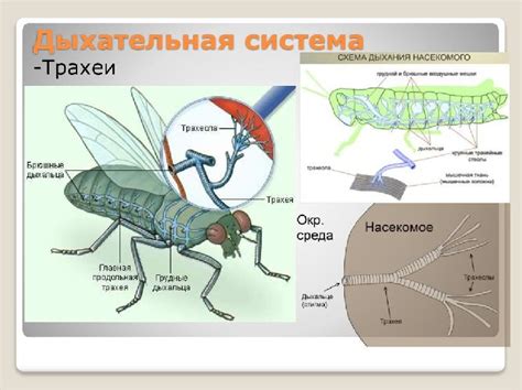 Как крысы дышат: особенности дыхания