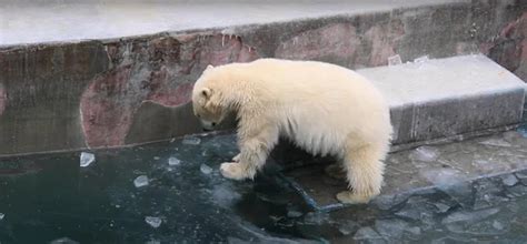 Как лед полезен касаткам в бассейне