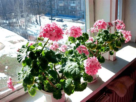 Как подготовить герань к заварке