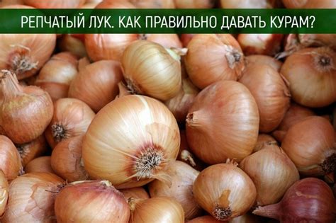 Как правильно давать лук курам