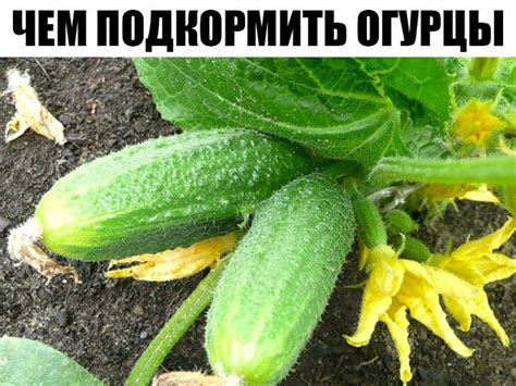 Как правильно опрыскивать огурцы топазом во время плодоношения