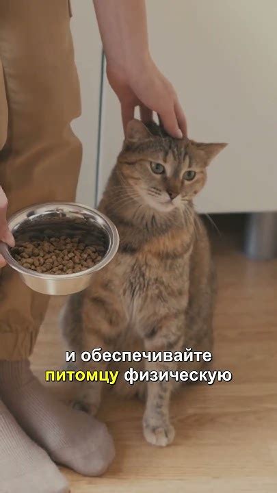 Как предотвратить появление хрипоты у кошек