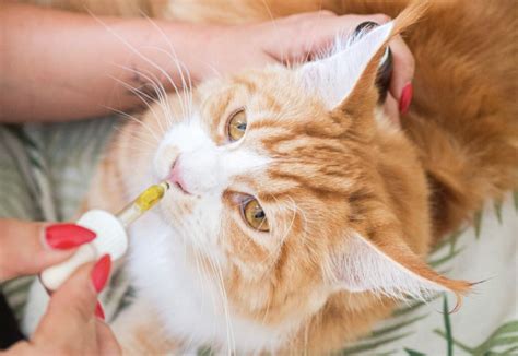 Как промывать нос коту