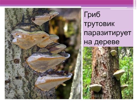 Как трутовик паразитирует на других растениях