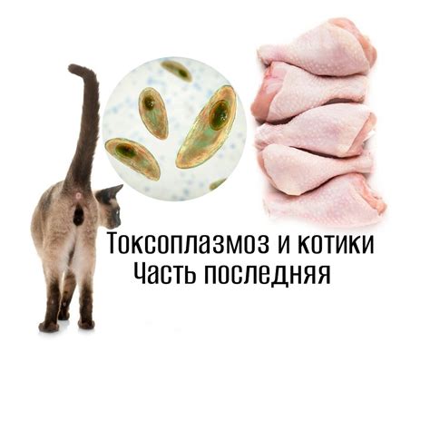 Кистевидная эхинококкоза и токсоплазмоз: неотъемлемая часть проблемы паразитов в сыром сале