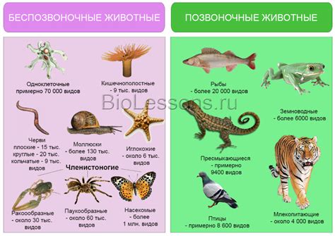 Классификация животных по особенностям и характеристикам