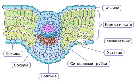 Клеточное строение петухов и причины хрипа