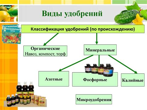 Климатические условия и их влияние на рост и развитие бамбука