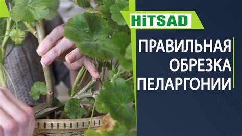 Когда лучше обрезать гайлардию на зиму