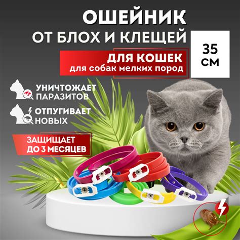 Когда нужно снять ошейник от клещей с кошки осенью