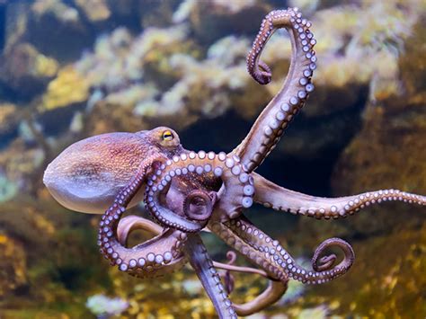 Коммерческая ценность осьминогов и кальмаров в Черном море