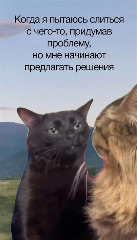 Кот с кладбища - решение проблемы бездомности