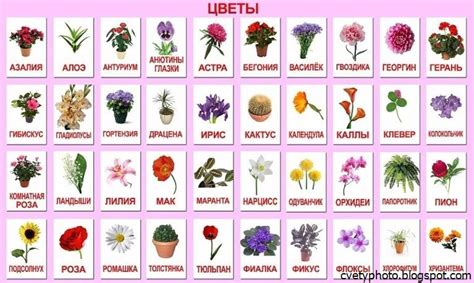 Культурные оттенки