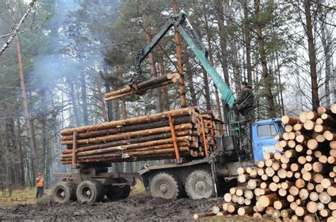 Лесная промышленность и экономика