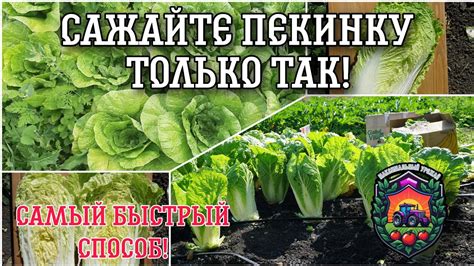 Лучший способ замораживания пекинской капусты