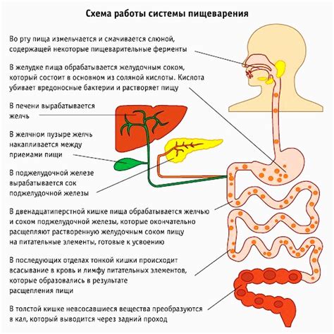 Лучший способ употребления уксуса для облегчения пищеварительного процесса