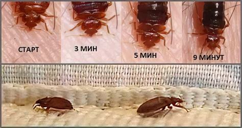 Магические методы избавления от клопов