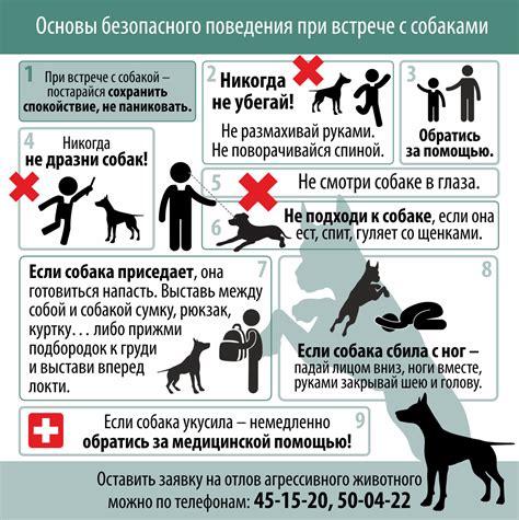 Меры предосторожности и советы по поведению с собакой
