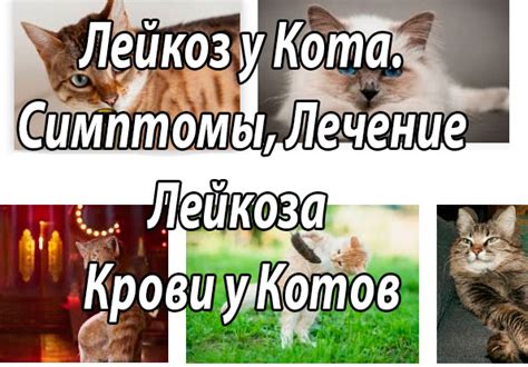 Меры профилактики образования козявок у котов