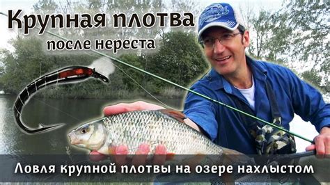 Места для нереста плотвы