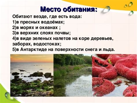 Место обитания селедки