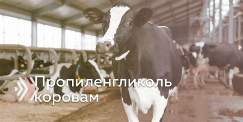 Методы введения серы в рацион коровы