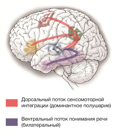 Механизмы обработки запахов и цветов в мозге человека