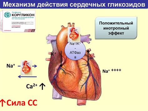 Механизм действия гимнастики на сосудистую систему