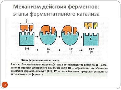 Механизм ферментации и ее влияние на вино