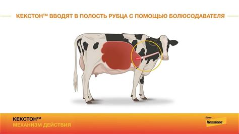 Механизм формирования молока у коров