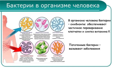 Микроорганизмы в организме