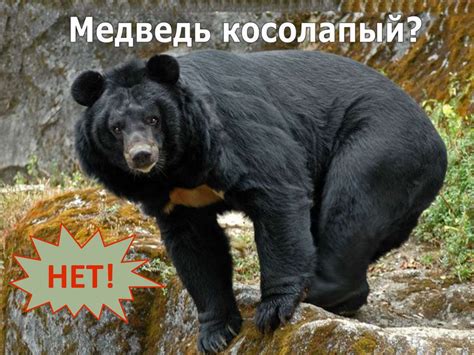 Мифы и заблуждения о способности крыс дышать под водой